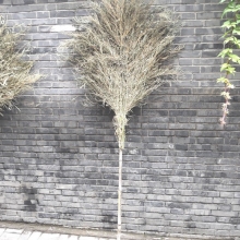 长把手竹子扫把 大扫帚 环卫大扫把 竹扫帚